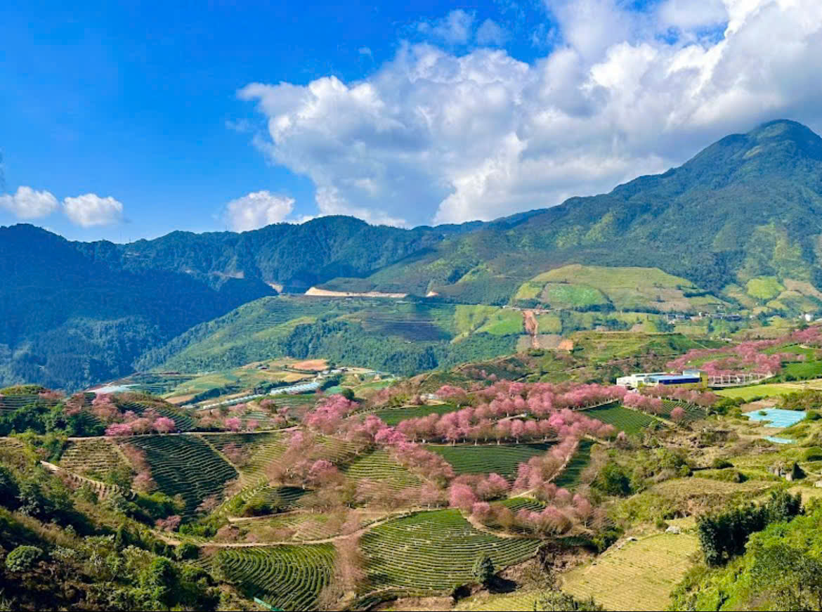 dự án Eco Sapa Khu đô thị sinh thái đồi chè Ô Quý Hồ hoa anh đào 